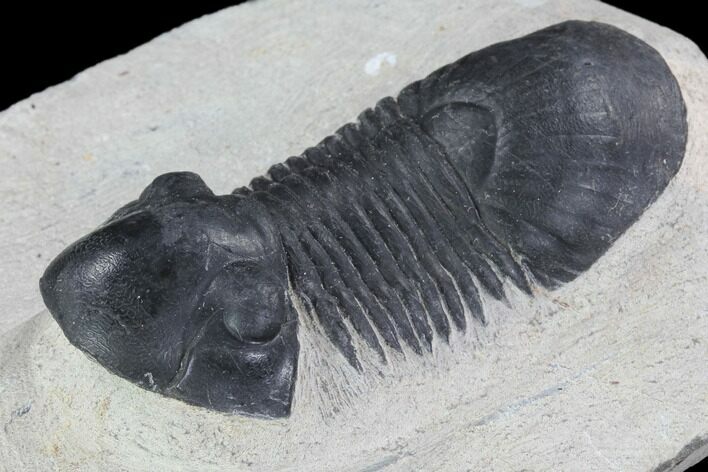 Bargain, Paralejurus Trilobite Fossil - Ofaten, Morocco #92132